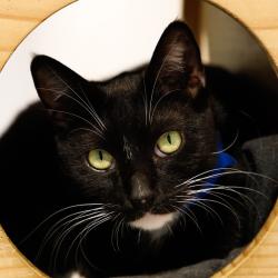 Shelter Stray Male Cat last seen , 3607 N Armenia Ave, Tampa, FL 33607, USA