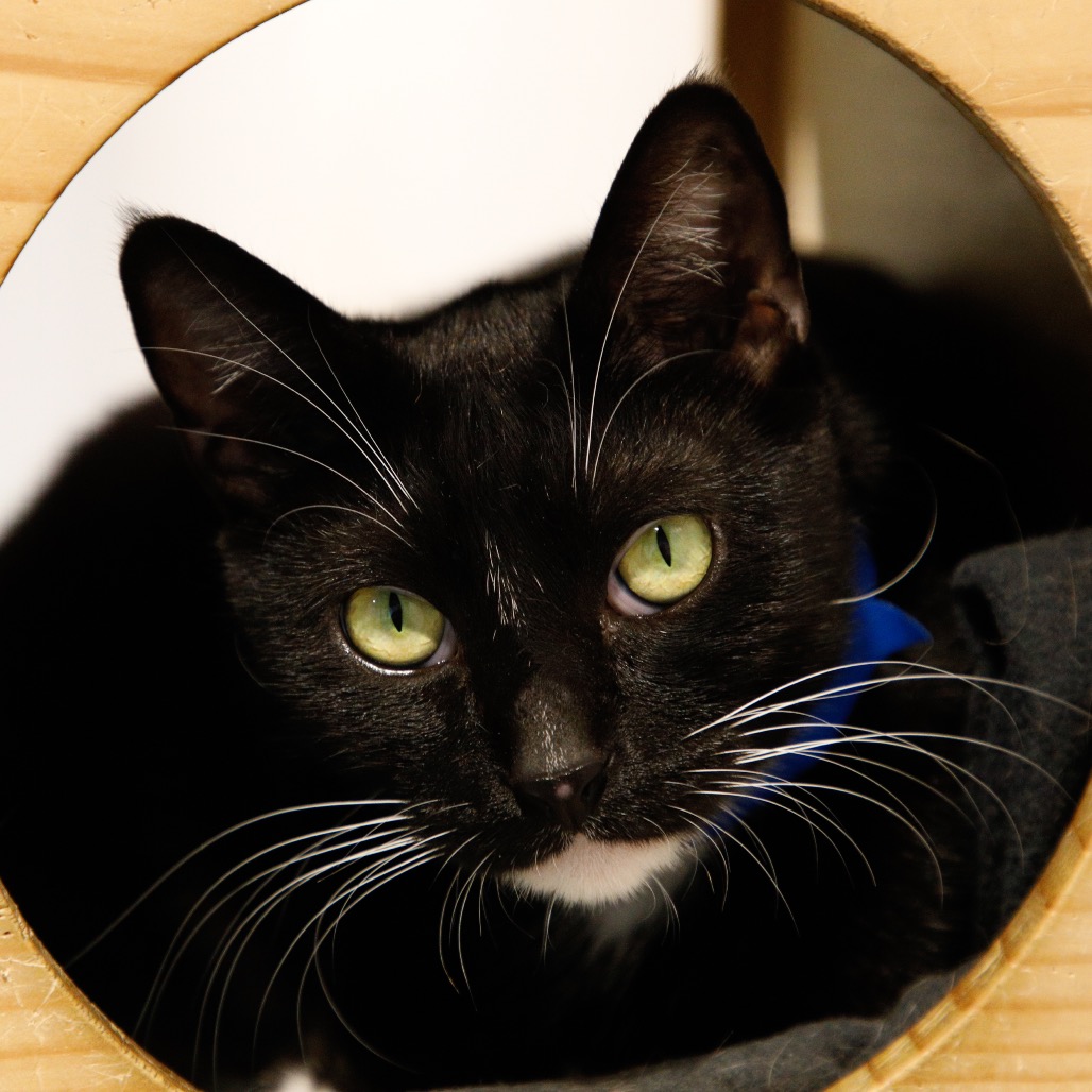 Shelter Stray Male Cat last seen , 3607 N Armenia Ave, Tampa, FL 33607, USA