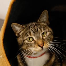 Shelter Stray Female Cat last seen , 3607 N Armenia Ave, Tampa, FL 33607, USA