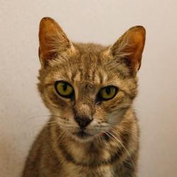 Shelter Stray Female Cat last seen , 3607 N Armenia Ave, Tampa, FL 33607, USA