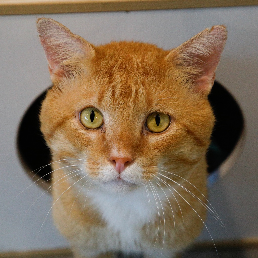 Shelter Stray Male Cat last seen , 3607 N Armenia Ave, Tampa, FL 33607, USA