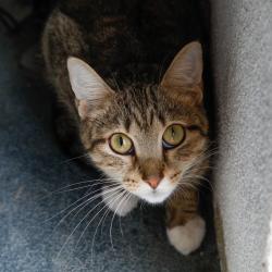 Shelter Stray Female Cat last seen , 3607 N Armenia Ave, Tampa, FL 33607, USA