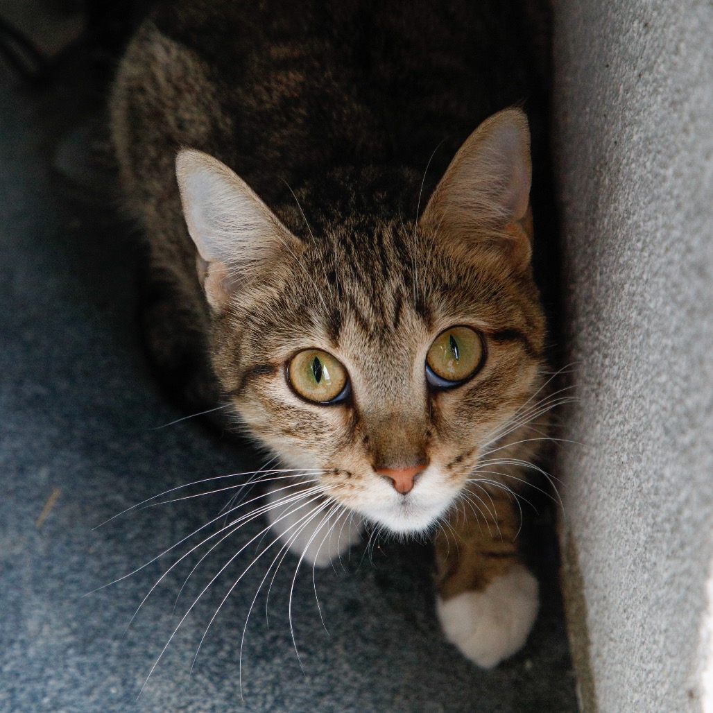 Shelter Stray Female Cat last seen , 3607 N Armenia Ave, Tampa, FL 33607, USA
