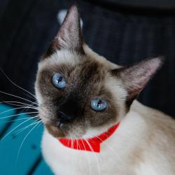 Shelter Stray Female Cat last seen , 3607 N Armenia Ave, Tampa, FL 33607, USA