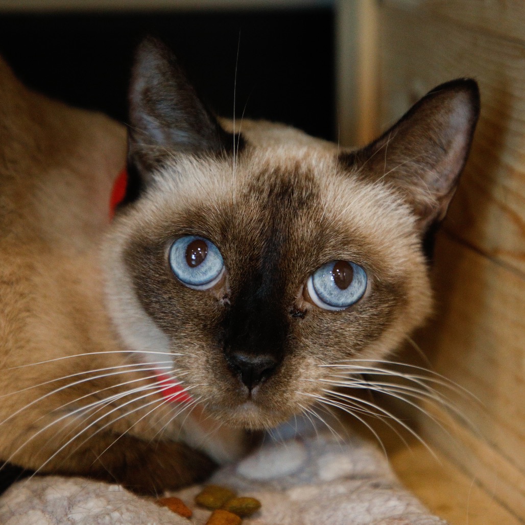 Shelter Stray Female Cat last seen , 3607 N Armenia Ave, Tampa, FL 33607, USA