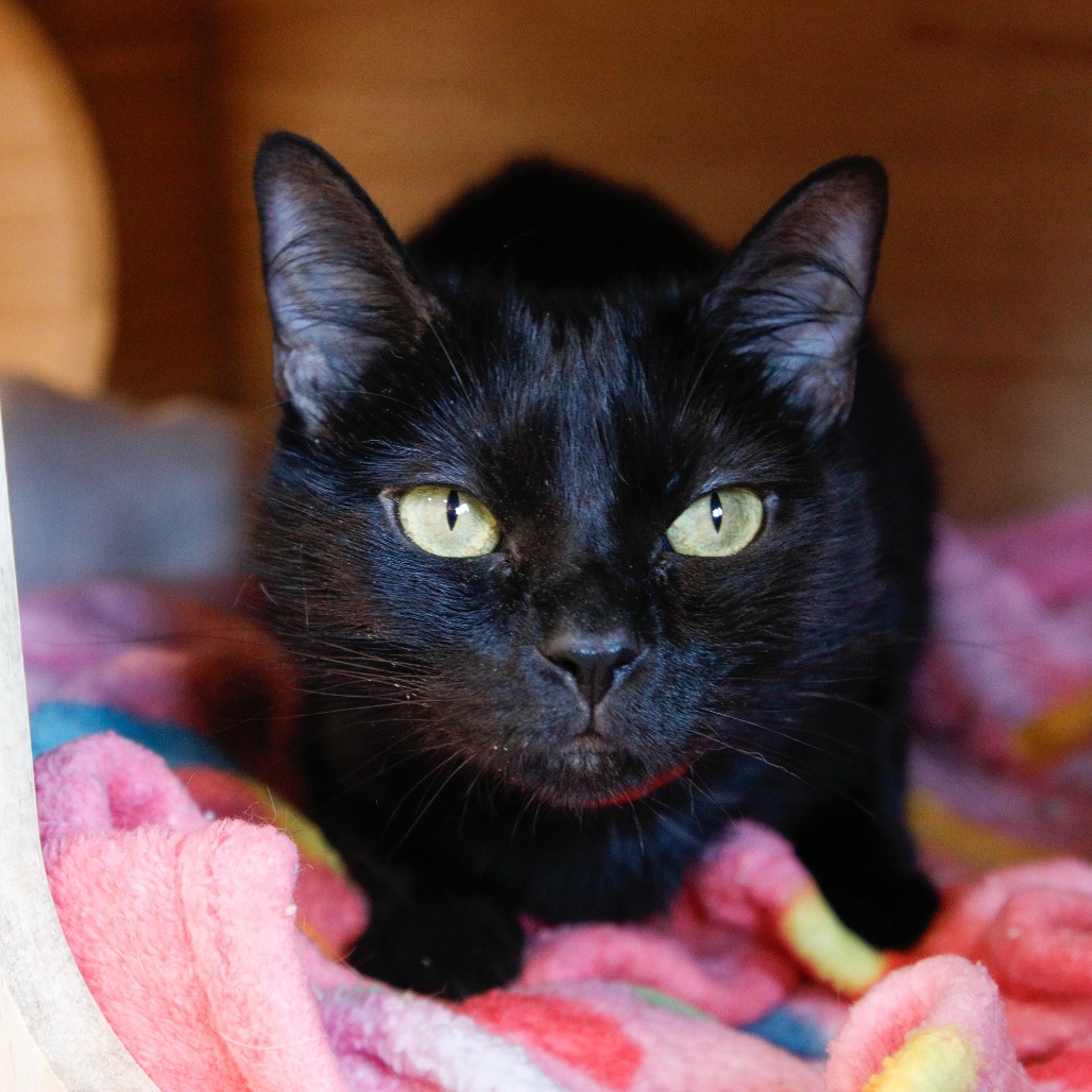 Shelter Stray Female Cat last seen , 3607 N Armenia Ave, Tampa, FL 33607, USA