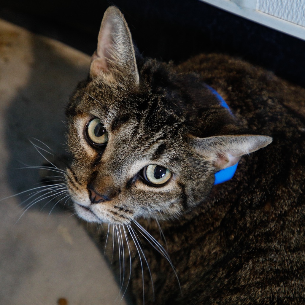 Shelter Stray Male Cat last seen , 3607 N Armenia Ave, Tampa, FL 33607, USA