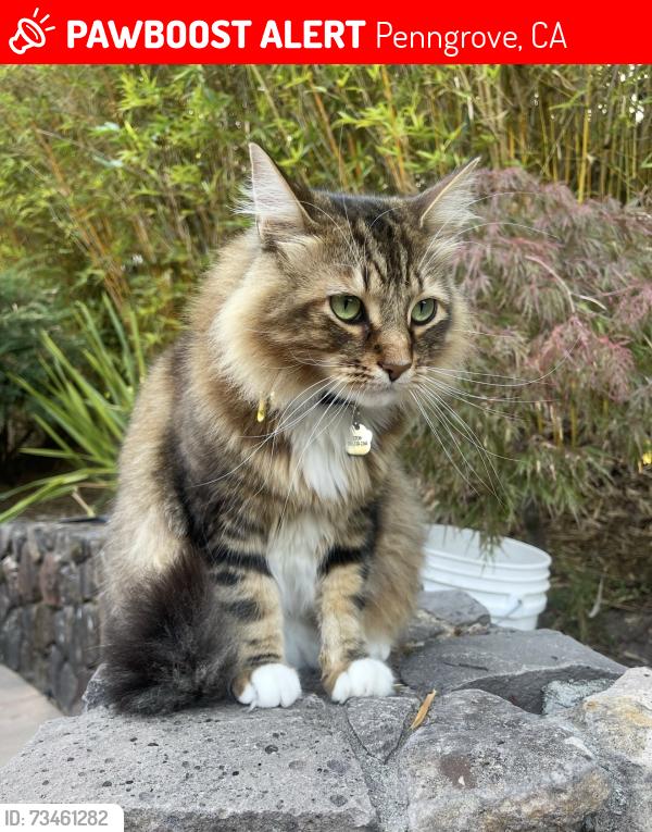 Lost Male Cat last seen Ronsheimer Rd, Penngrove, CA 94951