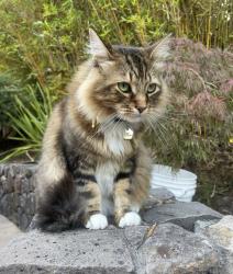 Lost Male Cat last seen Ronsheimer Rd, Penngrove, CA 94951