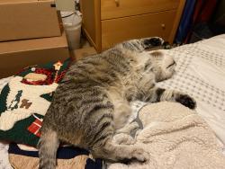Lost Female Cat last seen 33rd ave s, Seattle, WA 98118