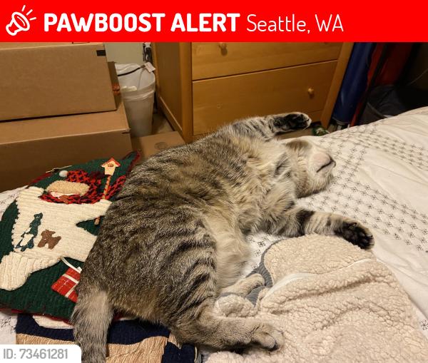 Lost Female Cat last seen 33rd ave s, Seattle, WA 98118
