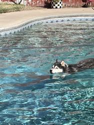 Found/Stray Male Dog last seen Don and Deep River Dr, Riverbank, CA 95367
