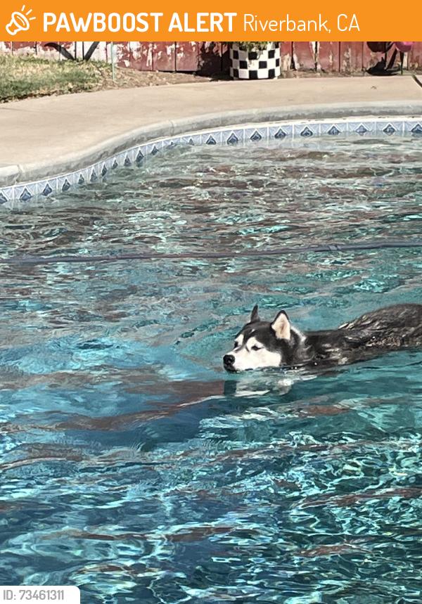 Found/Stray Male Dog last seen Don and Deep River Dr, Riverbank, CA 95367