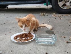 Found/Stray Male Cat last seen Corner of Hideaway Ln & Ridge view in Hide-a-way Lake subdivision, Carriere, MS 39426