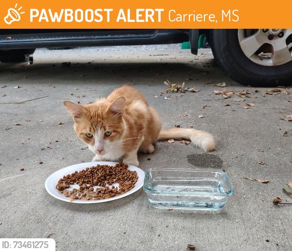 Found/Stray Male Cat last seen Corner of Hideaway Ln & Ridge view in Hide-a-way Lake subdivision, Carriere, MS 39426