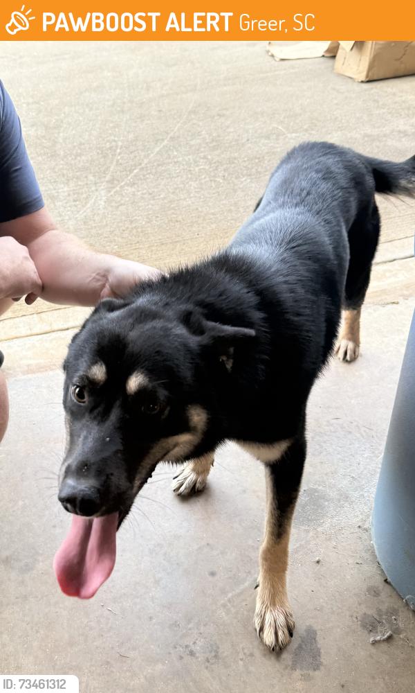 Found/Stray Male Dog last seen Country Knolls Drive. Skyland Elementary area, Greer, SC 29651