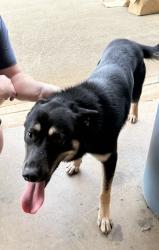 Found/Stray Male Dog last seen Country Knolls Drive. Skyland Elementary area, Greer, SC 29651