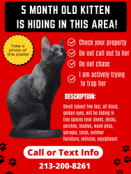 Lost Female Cat last seen Horizon Drive, Dawn View Drive, Lancaster, PA 17601
