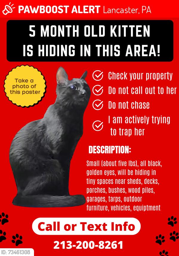 Lost Female Cat last seen Horizon Drive, Dawn View Drive, Lancaster, PA 17601