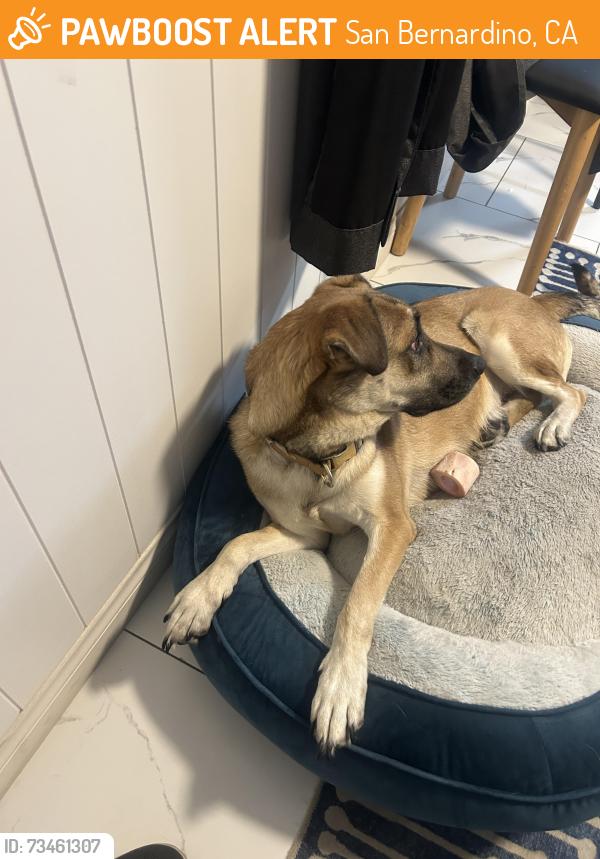 Found/Stray Female Dog last seen Celebrities bar, San Bernardino, CA 92407