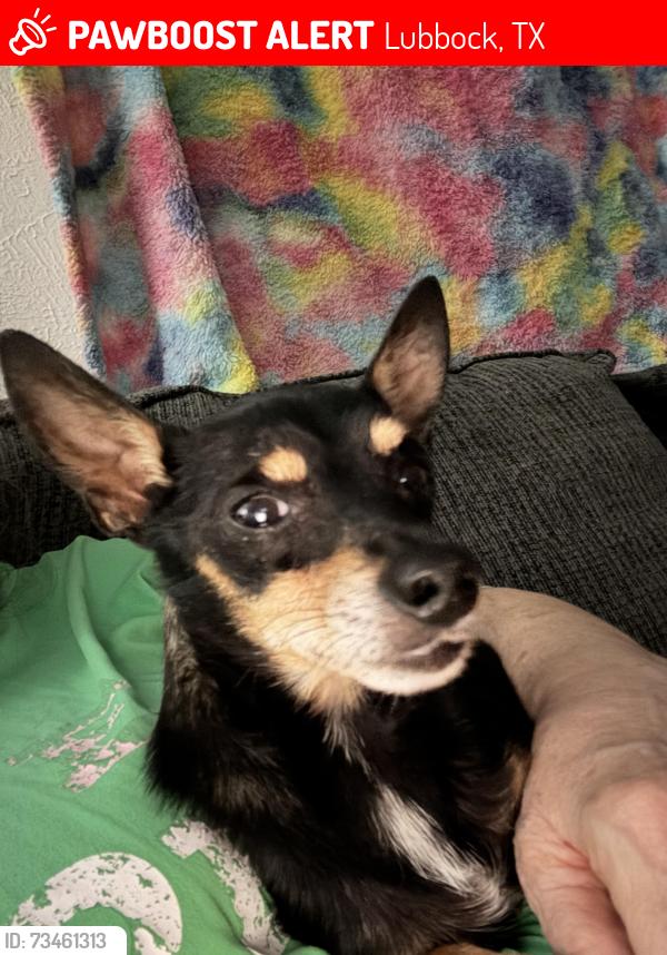 Lost Male Dog last seen Home Depot in South Plains Mall, Lubbock, TX 79414