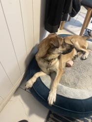Found/Stray Female Dog last seen Celebrities bar, San Bernardino, CA 92407
