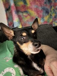Lost Male Dog last seen Home Depot in South Plains Mall, Lubbock, TX 79414