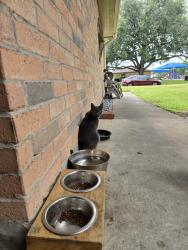 Found/Stray Female Cat last seen Mission Glen Pool, Houston, TX 77083