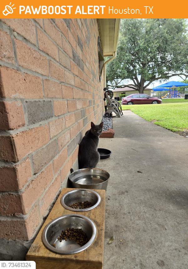 Found/Stray Female Cat last seen Mission Glen Pool, Houston, TX 77083