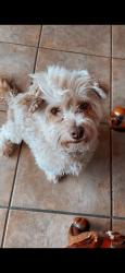 Found/Stray Male Dog last seen 19th Ave and Southern, Phoenix, AZ 85041