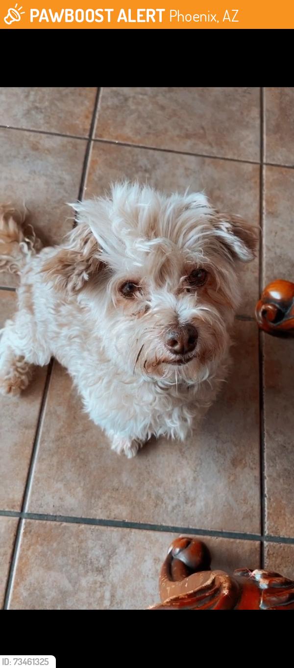 Found/Stray Male Dog last seen 19th Ave and Southern, Phoenix, AZ 85041