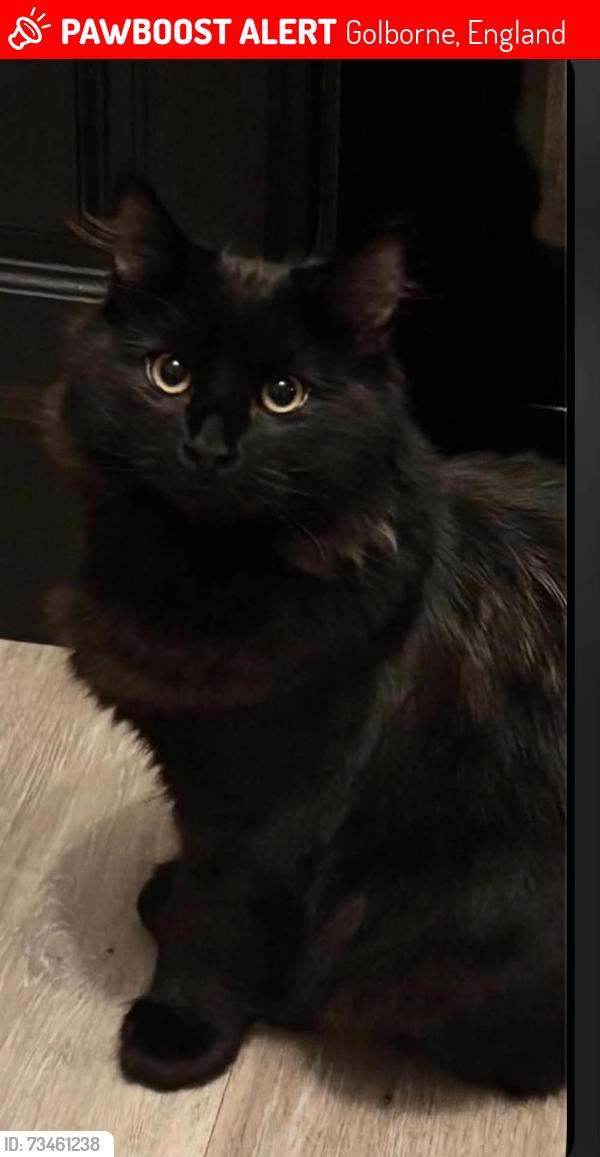 Lost Male Cat last seen Golborne high school or Golborne parkside rugby club, Golborne, England 