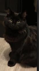 Lost Male Cat last seen Golborne high school or Golborne parkside rugby club, Golborne, England 