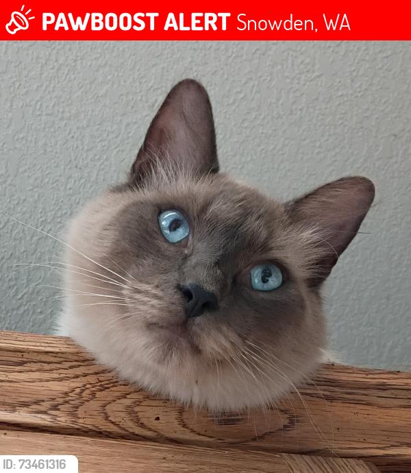 Lost Male Cat last seen Ramsey Road, Tunnel Road, White Salmon, WA 98672