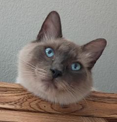 Lost Male Cat last seen Ramsey Road, Tunnel Road, White Salmon, WA 98672