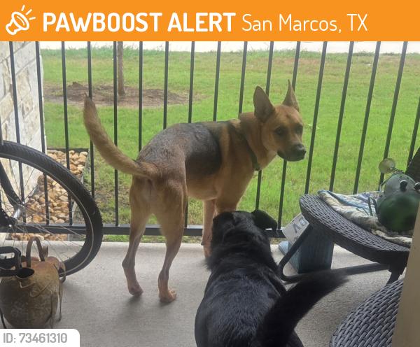 Found/Stray Male Dog last seen Crystal River Pkwy and Wonder World, San Marcos, TX 78666