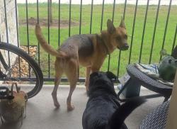 Found/Stray Male Dog last seen Crystal River Pkwy and Wonder World, San Marcos, TX 78666