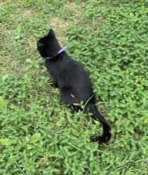 Found/Stray Unknown Cat last seen Bennington Dr, Jacksonville, FL 32244