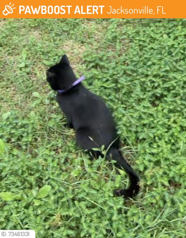 Found/Stray Unknown Cat last seen Bennington Dr, Jacksonville, FL 32244
