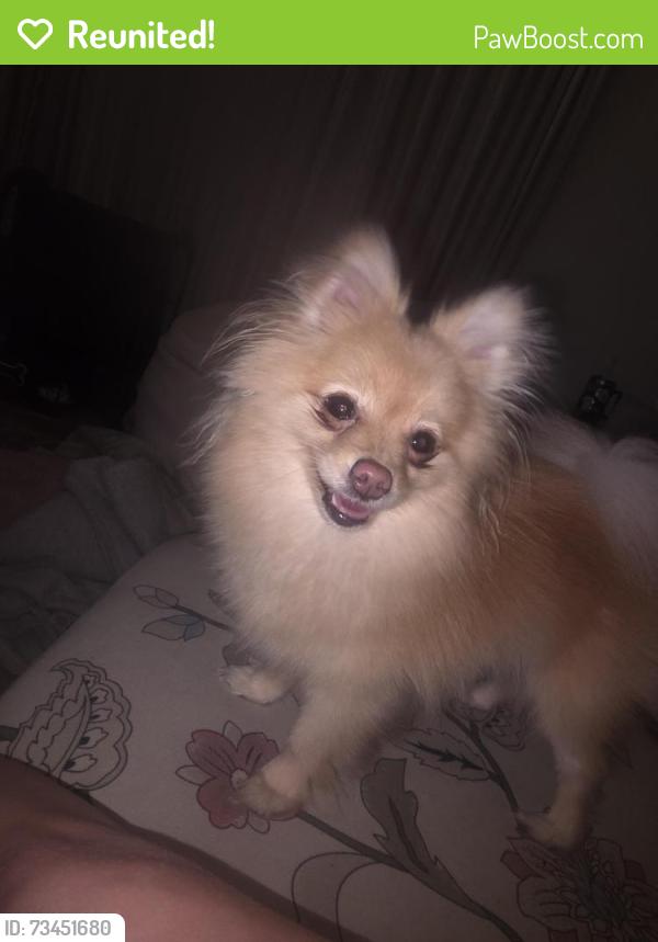 Reunited Female Dog last seen Ashbridge Ct, Spring TX 77379, Colony Creek Village, TX 77379