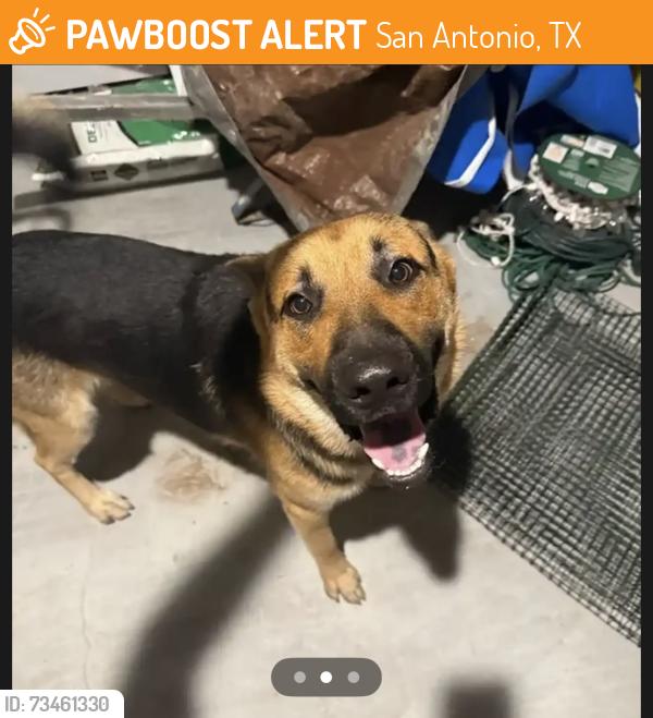 Found/Stray Male Dog last seen Appleton Way & Chancery Gate, San Antonio, TX 78253