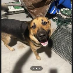 Found/Stray Male Dog last seen Appleton Way & Chancery Gate, San Antonio, TX 78253