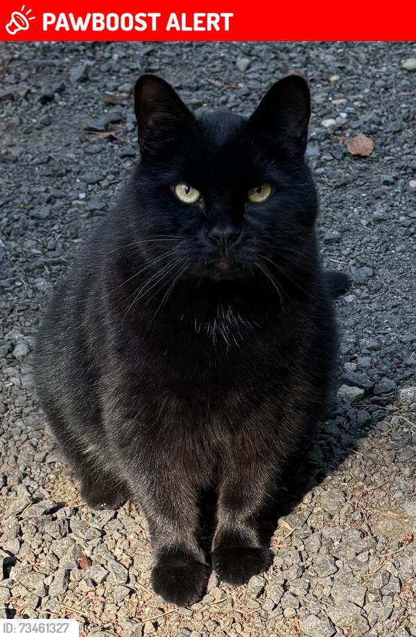 Lost Male Cat last seen NE Baker Hill near Deerpath, Bainbridge Island, WA 98110