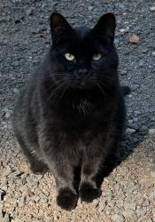 Lost Male Cat last seen NE Baker Hill near Deerpath, Bainbridge Island, WA 98110