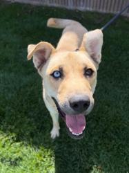 Shelter Stray Male Dog last seen Near S 500 W, Bountiful, UT 84010, USA, 1422 E 600 N, Fruit Heights, UT 84037, USA