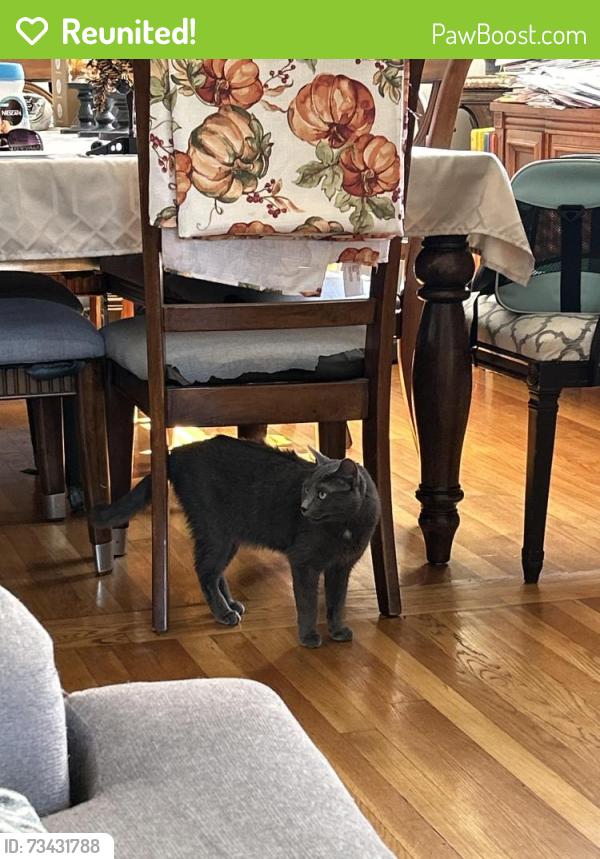 Reunited Female Cat last seen Spencer & Bohlander, Berkeley, IL 60163