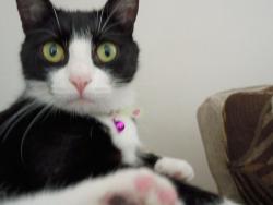 Reunited Female Cat last seen Hertzog road Leola Pennsylvania, Leola, PA 17540