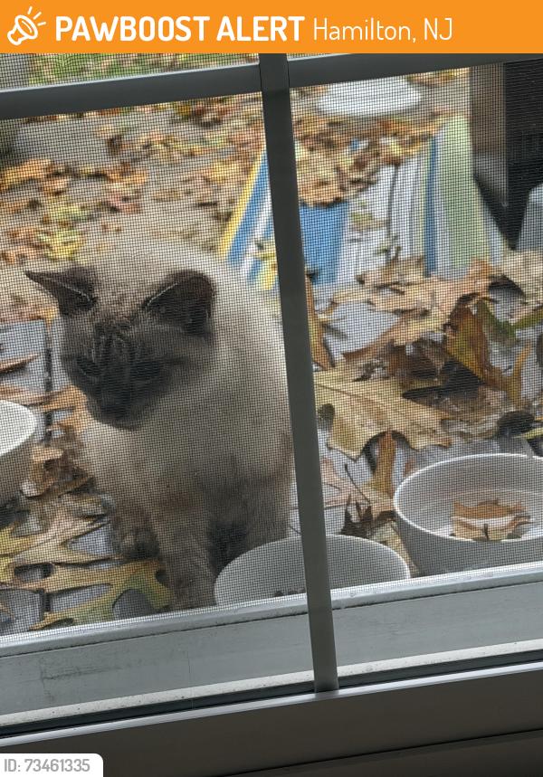 Found/Stray Unknown Cat last seen Near Rainbow Drive, Hamilton, NJ 08330