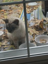 Found/Stray Unknown Cat last seen Near Rainbow Drive, Hamilton, NJ 08330