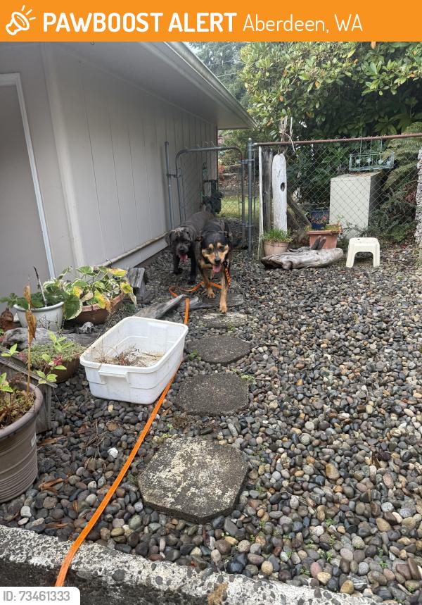 Found/Stray Female Dog last seen Tolomei drive & Bel-Aire ave, Aberdeen, WA 98520